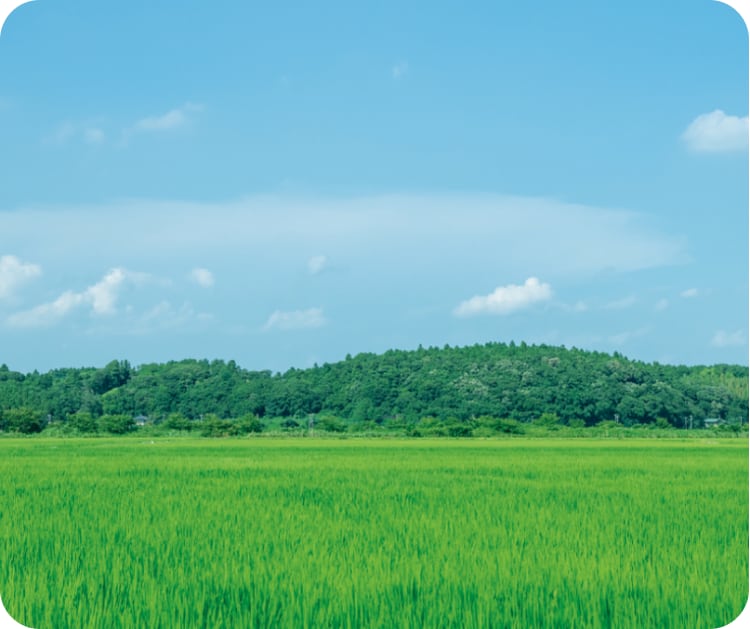 青々とした田んぼ